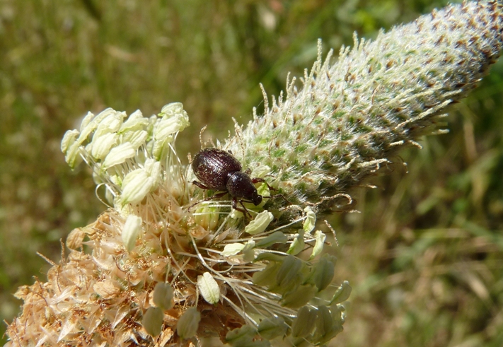 Curculionide floricolo